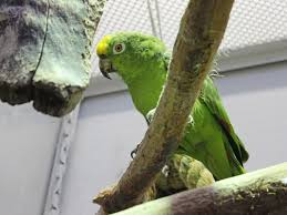 Das sind die absoluten mindestmaße. Eine Zweite Chance Fur Unsere Piepmatze Hamburger Tierschutzverein Von 1841 E V