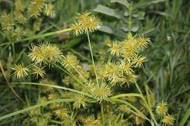 Image result for Cyperus mollipes