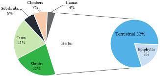 Image result for Stemodiopsis buchananii
