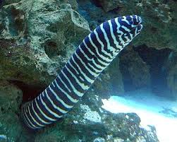 Aquariumdomain Com Underwater Animals Marine Fish Sea Animals