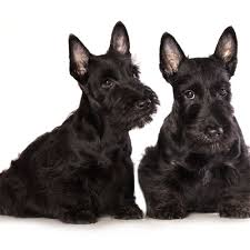 Scottish terriers were developed in aberdeen, scotland in the 1800s. Scottish Terrier Puppies For Sale