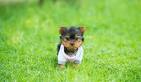 Available Puppies - NATTY TEACUP YORKIE PUPPIES PARADISE