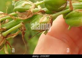 Image result for Albuca virens