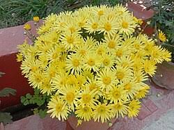 Image result for Chrysanthellum indicum