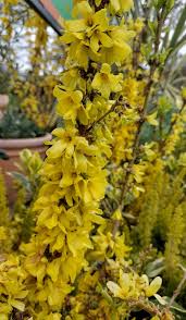 Image result for Faurea intermedia