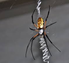 You will in no way get rid of them besides. Spider Control And Treatments For The Home Yard And Garden