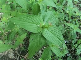 Image result for Spigelia anthelmia