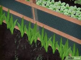 Depending upon how wild your environment is, deer, elk, moose and other large herbivores will probably be the biggest problem animals your garden faces. 3 Ways To Keep Animals Out Of Your Vegetable Garden Wikihow