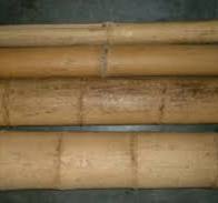 Large Bamboo Poles & Sticks – Moso Bamboo for Sale