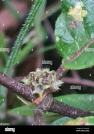 Image result for Sabicea venosa