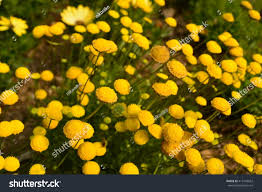 Image result for Pentzia