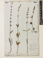 Image result for Orthosiphon scedastophyllus