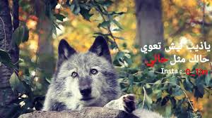 Maybe you would like to learn more about one of these? Ù‚ØµÙŠØ¯Ù‡ ÙÙŠ Ø§Ù„Ø°ÙŠØ¨ Ù‚ØµØ§Ø¦Ø¯ Ø¹Ù† Ø§Ù„Ø°Ø¦Ø¨ ØªØ­ÙØ© Ø§Ù„ØºØ¯Ø± ÙˆØ§Ù„Ø®ÙŠØ§Ù†Ø©