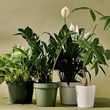 Search our extensive houseplant guide and find plant care advice for your specific indoor. The 24 Best Indoor Plants Of 2021 Snake Plant Zz Plant And More