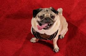 Want to buy a puppy? Doug The Pug Takes His Fashion Icon Status Up A Notch With Skechers