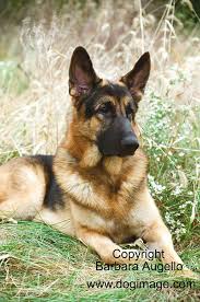 German Shepherd Garden Flag And Banner By Barbara Augello On Www Dogimage Com German Shepherd Gifts Dogs German Shepherd Art