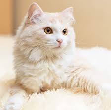 Image result for adorable cat