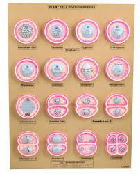 Model Plant Cell Division Meiosis Plant Cell Cell Division Meiosis