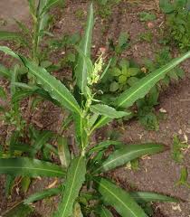 Image result for Rumex