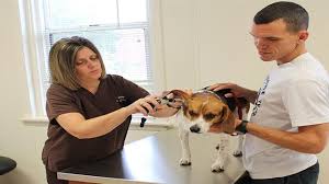 Miss lola loves her baths 😍 since lola has chronic ear infections, her mom puts this adorable shower cap on her to keep the water out of her ears. Veterinarian