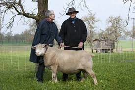 Bei alten böcken kommen quer verlaufende hautfalten über den nasenrücken vor. Schafhof Guttenberger Ile De France Herdbuchzucht
