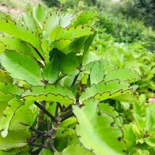 Image result for Kalanchoe pinnata