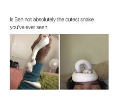 Pinterest Ryleigh2116 I Want A Snek Cute Animals Funny Animal Photos Cute Snake