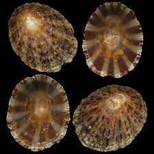 Image result for Patella aspera