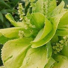 Image result for Acalypha bipartita