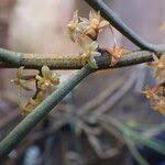 Image result for Tridactyle filifolia