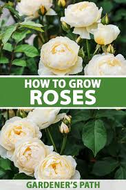 Please don't neglect the rose in your garden. How To Grow And Care For Roses Gardener S Path