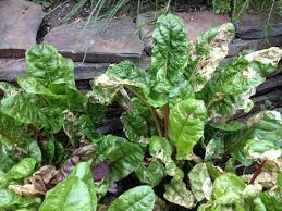 We did not find results for: Q A What S Turning My Chard Brown And What Do I Do About It The Seattle Times