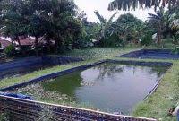 Ukuran Kolam Ikan Nila 1000 Ekor Faunadanflora Com