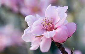In the dormant stage, two types of buds are visible on peach trees. Bbc Gardening Gardening Guides Techniques Growing A Peach Tree