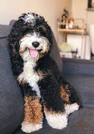 Dog Grooming How To Treat Matted Fur Videos Dogtime In 2020 Fluffy Dogs Cute Dogs Breeds Cute Dogs And Puppies