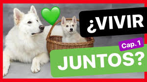 Como Introducir Un Cachorro En Casa Con Otro Perro Convivencia 1ª Parte Youtube