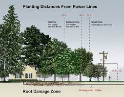How And Where To Plant Trees For Money Savings And Energy Savings Street Trees Trees To Plant Plants