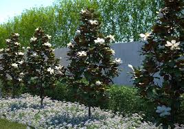 Little gem magnolia tree in winter. Little Gem Magnolia Tree Plantingtree