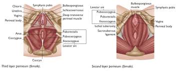 It attaches inferiorly (underneath/below) to the long thick strip of fascia, known as. The Pubococcygeal Muscle Pc Muscle And Attachments Yoganatomy