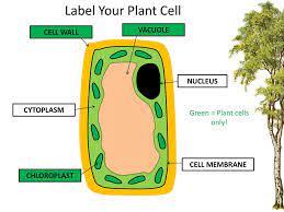 We did not find results for: Growth And Development Ppt Download
