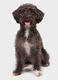 New and used items, cars, real estate, jobs, services, vacation rentals and more virtually anywhere in ontario. Toy Schnoodle Size