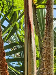 Image result for Hyphaene