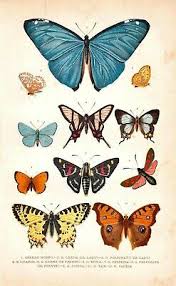 Postcard Vintage Print Repro Nouveau Butterfly Chart Blue Yellow Orange Ebay
