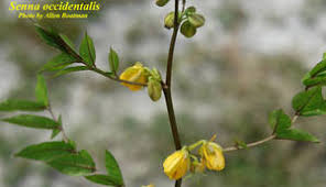 Image result for Senna occidentalis