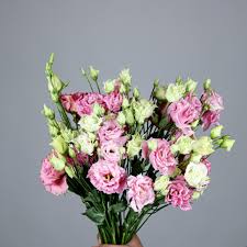 Image result for eustoma flamenco