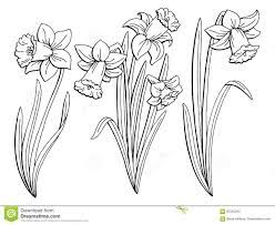 Narcissus Flower Graphic Black White Isolated Sketch Illustration Stock Vector Illustration Of Isolated O Flower Art Drawing Narcissus Flower Flower Graphic
