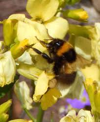 Image result for Bombus hortorum