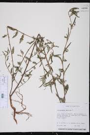 Image result for Aeschynomene americana
