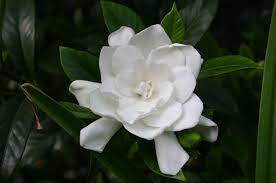 Pin By Jill Coats On God Is Good Gardenia Plant Plants Flower Background Wallpaper