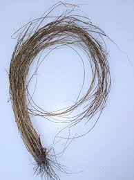 Image result for Elionurus muticus